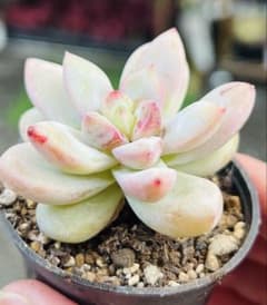 お*ん様 イチゴミルクW147×70鉢 抜き苗 多肉植物 アエオニウム エケベリ 多肉植物 ミルクもも 肉厚美苗 抜き苗 ポット5センチ エケベリア
