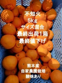 不知火 5kg サイズ混合 熊本産　最終１箱　最終値下げのサムネイル