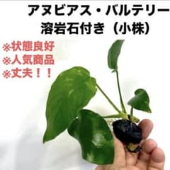 ◇特◇ アヌビアス・バルテリー溶岩石（小株） 通常1680円→特価