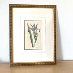 美品】ボタニカルアート 植物画 アンティーク額装 壁掛け 北欧