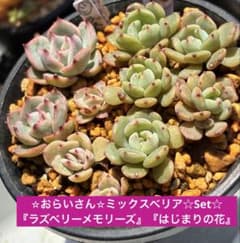 ✡ꫛꫀꪝ✫◈おらいさん『☆ミックスベリア葉挿し小苗Set☆』【同梱620