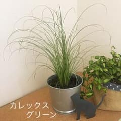 カレックス　グリーンのサムネイル