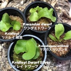 ビカクシダ リドレイ シルベリー マダガスカリエンセ ワンダエドワーフ