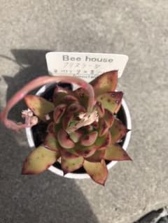 多肉植物bee houseクリスラータのサムネイル