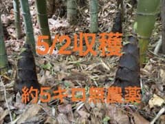 5/2昼採り収穫 タケノコ約5キロ 孟宗竹 米ぬか付き 福島県中部産 無農薬のサムネイル