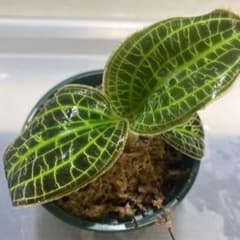 ジュエルオーキッド］Macodes sanderiana③大株 - メルカリ