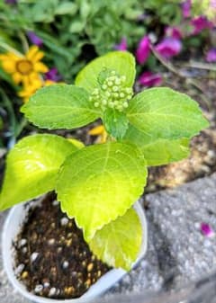 蕾付き青色西洋紫陽花　2年目苗木のサムネイル