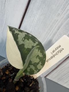 Scindapsus mayari ①のサムネイル