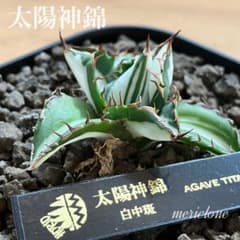 鉢ごと発送】発根済み 美株 アガべ 太陽神錦 白中斑 縞斑 TC 安定株