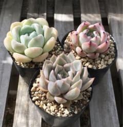 多肉植物 おらいさん ミックスベリア セット 7 - メルカリ