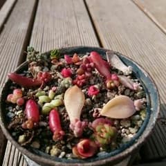 多肉植物葉ざし赤ちゃんのサムネイル
