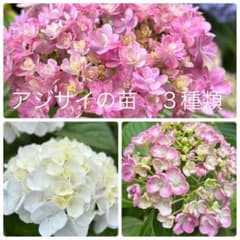 アジサイの苗　３種類　3本のサムネイル