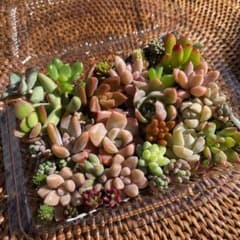 多肉植物 気まぐれミニサイズ  set Aのサムネイル