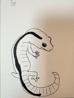 手描きイラスト ポストカード ニシアフリカトカゲモドキのサムネイル