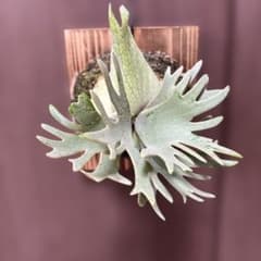 ビカクシダ　P.willinckii jade girl（晴花鹿苑）のサムネイル