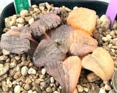微根発根済‼️鮮明錦‼️極上株‼️美苗‼️多肉植物 ハオルチア 天空の境