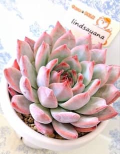 3号鉢 リンゼアナ ファームパルクさん苗札付きポットごとメルカリ便