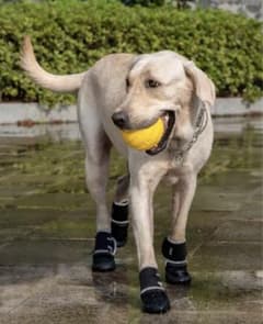 犬用　ウォーターシューズのサムネイル