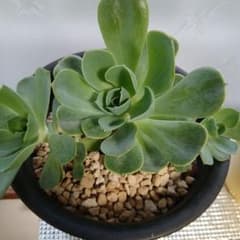 多肉植物✩.*˚七福神 抜き苗 288.多肉植物 七福神 抜き苗 - メルカリ
