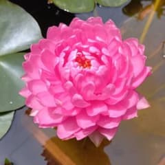 温帯睡蓮 マニカムのサムネイル