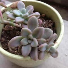 多肉植物，達磨姬秀麗。のサムネイル