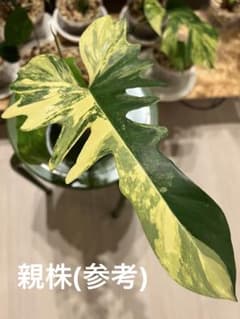 超希少な★フィロデンドロン・キティナ★ m32129504190_1.jpg?1719978281