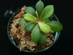 ホマロメナ Homalomena sp. from Aceh Selatan - メルカリ