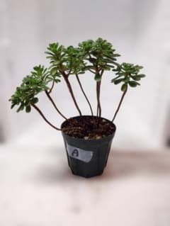 A＊多肉植物 アエオニウム 小人の花束 抜き苗1ポット分 木立ち