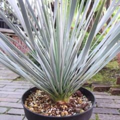 georgegreenmen様専用 現物「ユッカ・ロストラータ」7号 Yucca - メルカリ