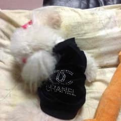 犬の服Sのサムネイル