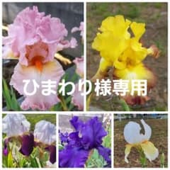 ジャーマンアイリス　5種5色⑨のサムネイル