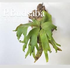 オリジナル 子株 ブッサバ P.Budsaba ビカクシダ oc - メルカリ