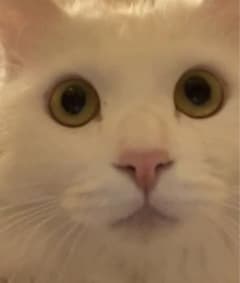 お土産のサムネイル