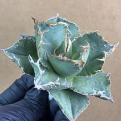 アガベ チタノタ 冰雹 ブツブツ 綺麗な青葉 特選株 - メルカリ