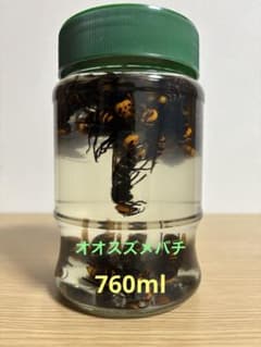安いスズメバチ （酒 焼酎）の通販商品を比較 | ショッピング情報の