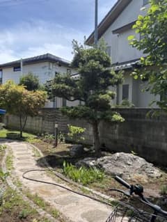 【引取限定】槙の木　千葉市川市 引取限定】槙の木 千葉市川市 - メルカリ