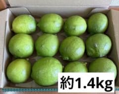 淡路産 農薬不使用グリーンレモン 約1.4kgのサムネイル