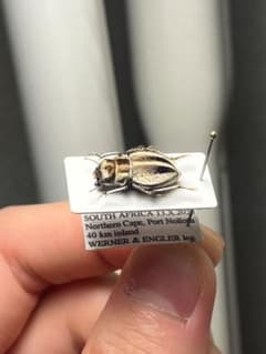 14mm♀】クワガタモドキゴミムシダマシ Calognathus昆虫標本 - メルカリ