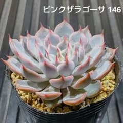 ピンクザラゴーサ 146 エケベリア 多肉植物 抜き苗 - メルカリ