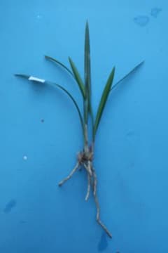 寒蘭-25383-4H ラベル落ち 苗 交配種 ＆ - メルカリ