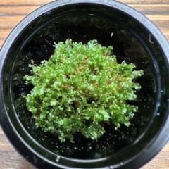 P. willinckii OMG 胞子体前葉体S２ P.willinckii OMG 前葉体［胞子培養育成ガイド付］ - メルカリ