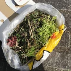 ヒメイワダレソウのサムネイル