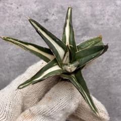 希少【鉢ごと発送】⑦ 活着間近　美斑　アガベ　氷山　白中斑　TC 【錦フェア】 アガベ チタノタ 「氷山」 白中斑阴阳錦 極白 超美品 特選株 - メルカリ