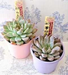 ❤️確認用❤️★F ミックスベリア❤️ウエディングベル❤️抜き苗♪✨メルカリ便✨札なし ウエディングベル華切子札付きポットごとメルカリ便おらいさん苗