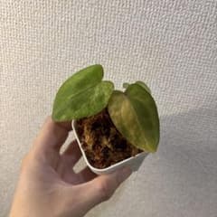 て*な様 Anthurium AOS✖️RVDP斑入り Anthurium AOS✖️RVDP斑入り - メルカリ