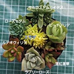 多肉風月さん ティカコロアテマ メルカリ便 札付き・抜き苗 寄せ植えセット 抜き苗 多肉植物 10/5 9時迄 - メルカリ