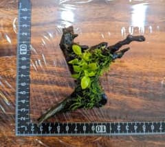 【速達込】30.アヌビアスゴールデンミニ＆南米ウィローモス付流木のサムネイル