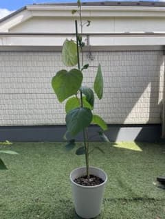 マルバノキ 苗木のサムネイル