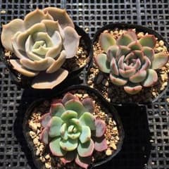 *多肉植物*　エケベリア　ポルックス　オリオン　トリメンシス　3苗セット　抜き苗のサムネイル
