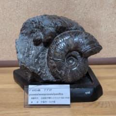 アンモナイト化石10.0㎝超(446)木製台座付き - メルカリ